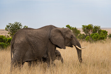 Fototapeta na wymiar Elephants in the savannah, Masai Mara National Park, Kenya.