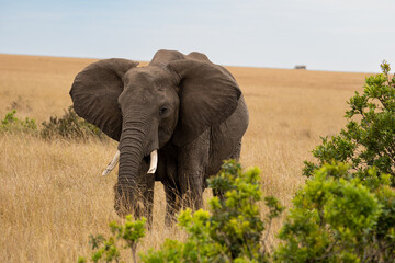 Obraz premium Elephants in the savannah, Masai Mara National Park, Kenya.
