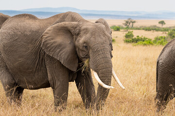 Fototapeta na wymiar Elephants in the savannah, Masai Mara National Park, Kenya.