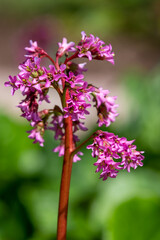 Close up of pink bergenia flowers in bloom