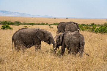 Elephants in the savannah, Masai Mara National Park, Kenya.