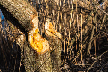 detail of a tree eaten by a beaver or a nutria, tree damaged by animals