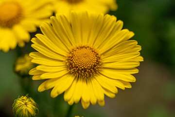 Beautiful yellow doronicum flower in full bloom, beautiful spring flower, green background, home garden concept