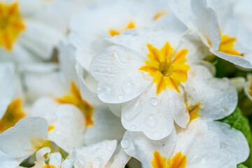 Vast amount of white primula flowers in the garden,spring time,first spring flowers, rural concept, flower bed, Primula vulgaris, the common primrose, bright flowering plant Primulaceae. White flowers