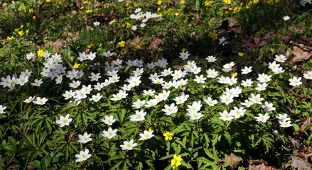 Spring blooming of beautiful white windflower