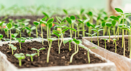 Illustration of Seedling in homemade greenhouse, concept of organic eco plants, flora