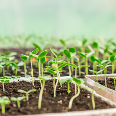 Illustration of Seedling in homemade greenhouse, concept of organic eco plants, flora