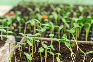 Illustration of Seedling in homemade greenhouse, concept of organic eco plants, flora