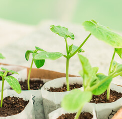 Illustration of Seedling in homemade greenhouse, concept of organic eco plants, flora