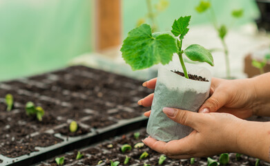 Fototapeta Illustration of Seedling in homemade greenhouse, concept of organic eco plants, flora obraz
