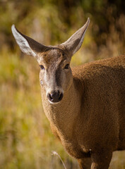 Huemul juvenil