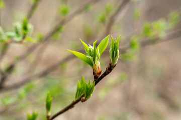 Fototapeta na wymiar Green spring leaves, fresh buds on twigs in springtime beginning