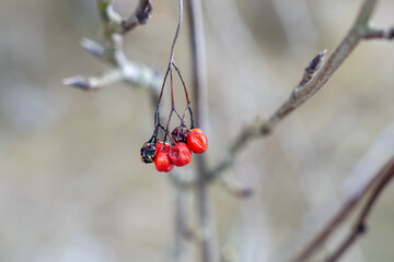 Old rowan (Sorbus aucuparia) berries hanging from tree twig