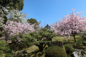 A scene of Minami-shin-en Japanese Garden in the precincts of Heian-jingu Shrine in Kyoto City in Japan 日本の京都市の平安神宮境内にある 南神苑の風景