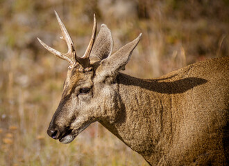 Huemul