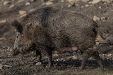 Wildschwein Sau im Frühling