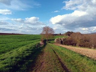 Naklejka premium Pfad durch Wiesenlandschaft im Frühling mit blauem Himmel, einem Baum und blauen Himmel mit weißen Cumulus-Wolken bei Löf an der Mosel auf dem Wanderweg Traumpfädchen Löfer Rabenlay. 