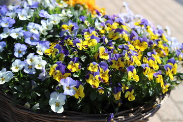 Wicker basket with colorful pansies. Close up.