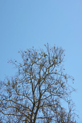 Bare sycamore tree under blue sky