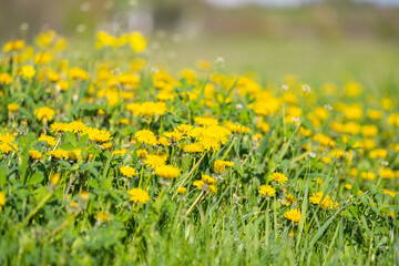 yellow dandelions in a meadow