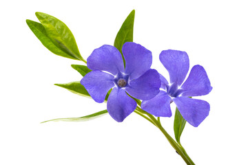 periwinkle flower isolated