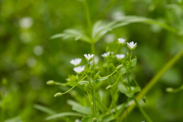Fototapeta na wymiar small white flowers in a meadow