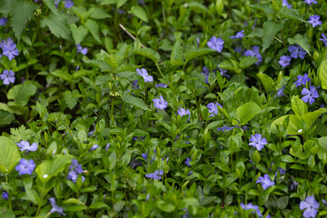 periwinkle flowers on a sunny day