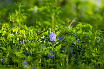 periwinkle flowers on a sunny day