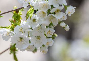 cherry flowers on a tree