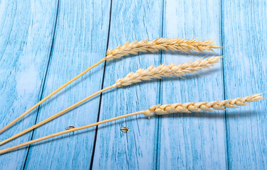 spikelets of wheat