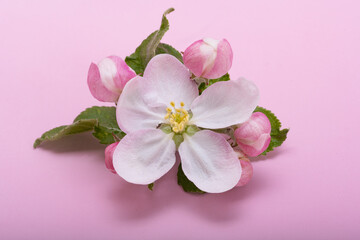 Obraz premium apple tree flowers