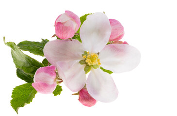 Fototapeta na wymiar apple tree flowers isolated
