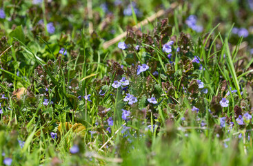 flowers in the spring meadow