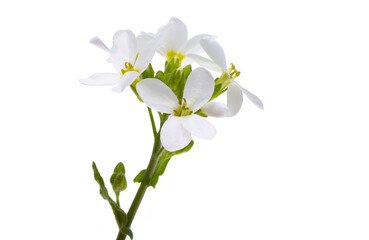 Fototapeta na wymiar white spring flowers isolated