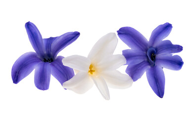 hyacinth flower isolated