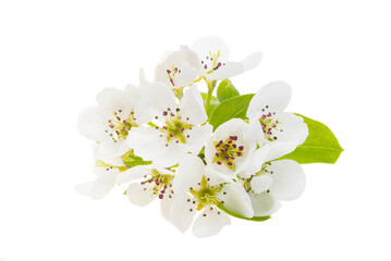 pear flowers isolated