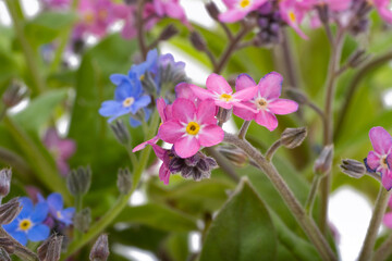 forget-me-not isolated