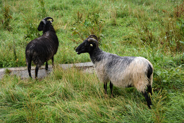 Two domestic rams graze in the pasture on the grass. Pets on a walk