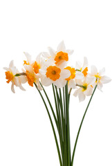 Fototapeta na wymiar beautiful bouquet of daffodils isolated