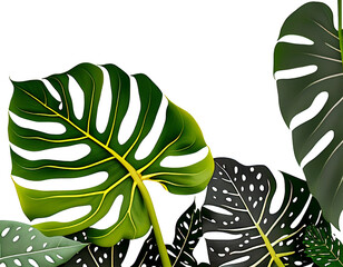 Monstera adansonii variegata leaves with copy space and leaves isolated on clear background for object and retouch design. Generative AI