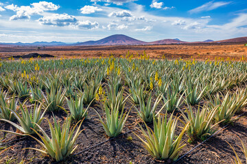 Aloe vera plant. Aloe vera plantation. Fuerteventura, Canary Islands, Spain. Aloe Vera growing on the Island of Fuerteventura in the Canary Islands, Spain. Aloe vera plantation in the Canary Islands. - 595663076