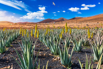 Plantation of medicinal aloe vera plant in the Canary Islands. Aloe Vera in farm garden in desert Furteventura. Growing Aloe vera in fertile volcanic soil, Fuerteventura Island, Spain.