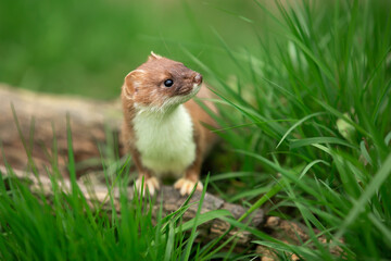 Naklejka na ściany i meble Stoat in Springtime, Scientific name: Mustela erminea, stood on a log and facing right in natural grassy habitat. Concept: British Wildlife. Close up. Space for copy.