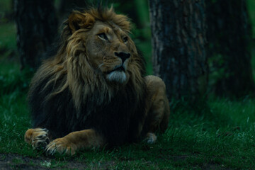 Lion laying on the ground