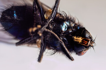 Dead blue bottle fly (Calliphora vomitoria). This cadaver fly spreads the infection and should be...