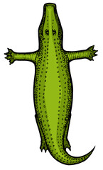 aligator in the shape of the letter t