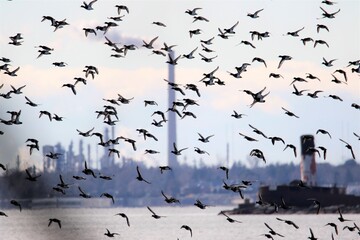 Flock of birds in flight birds on tree, Flock of birds flying in the sky