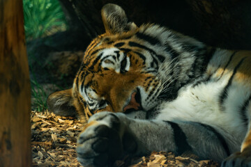 The Siberian tiger or Amur tiger laying on the ground in shade