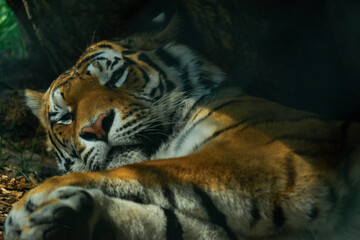 The Siberian tiger or Amur tiger laying on the ground in shade