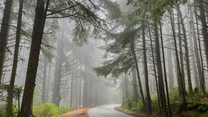 Foggy coastal road through the forest in Oregon